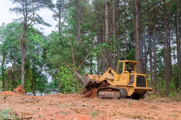 Trees Clearing in Salem