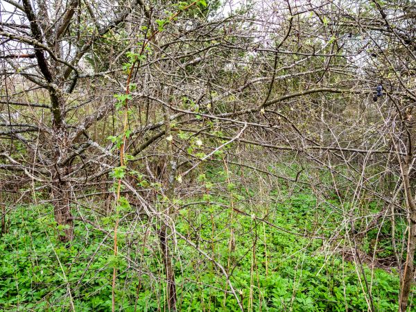 Underbrush Clearing in Salem