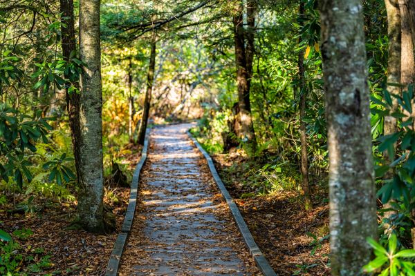 Trail Clearing